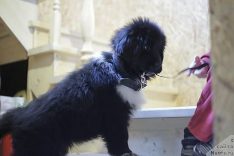 Фотография № 174978