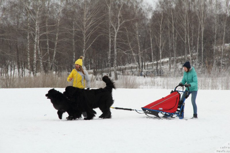 Фото: ньюфаундленд Милорд, ньюфаундленд Акватория Келвин Фиона (Aquatoriya Kelvin Fiona), Виктория Солдатенко