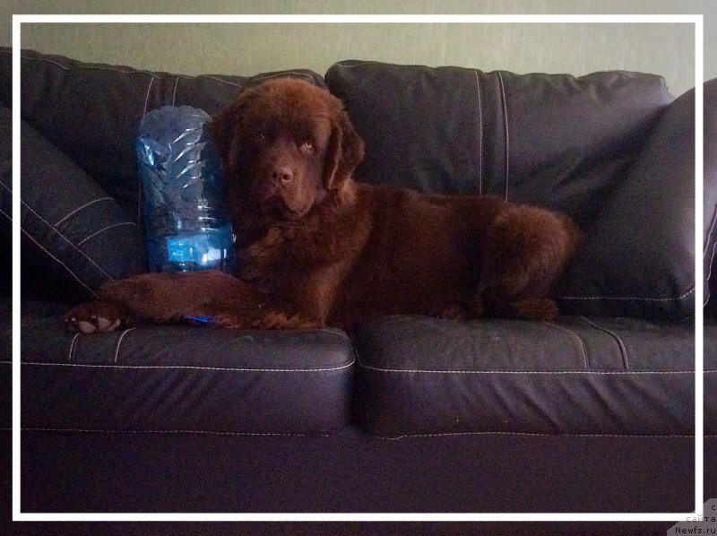 Фото: ньюфаундленд Браунблад МСК Хэппи Тедди (Brownblood MSK Happy Teddy)