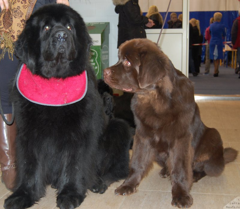 Фото: ньюфаундленд Waterbear Arthur, ньюфаундленд Браунблад МСК Хаиес Хаго (Brownblood MSK Hayes Hago)