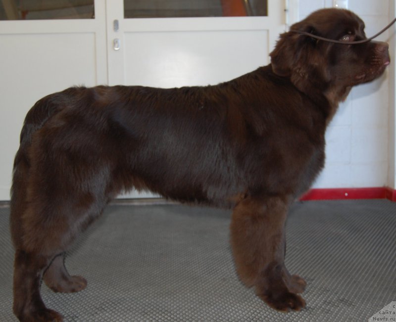 Фото: ньюфаундленд Браунблад МСК Хаиес Хаго (Brownblood MSK Hayes Hago)