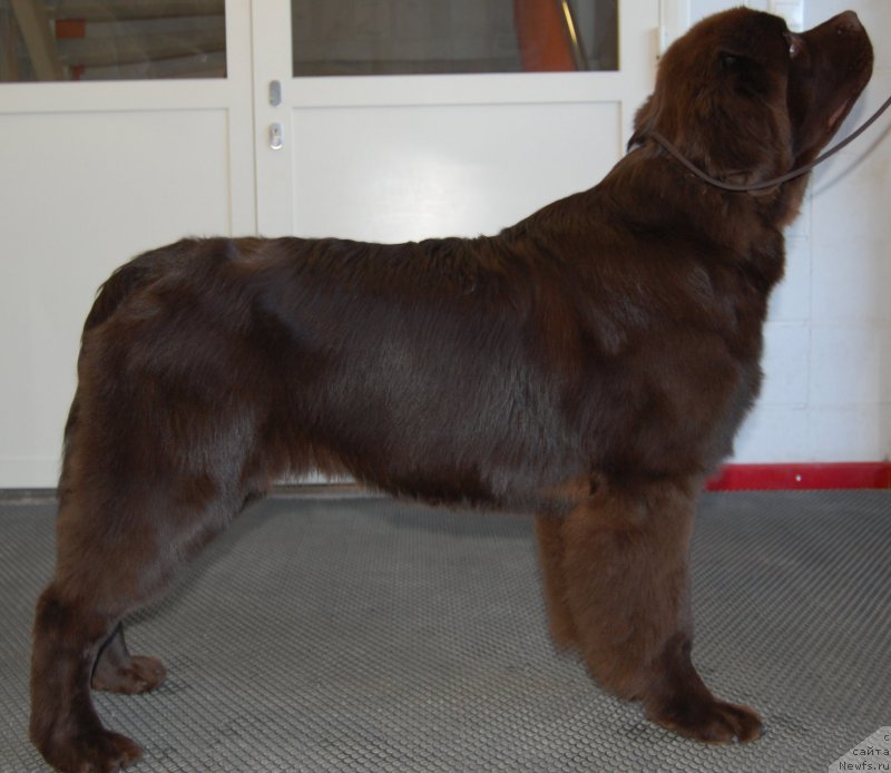 Фото: ньюфаундленд Браунблад МСК Хаиес Хаго (Brownblood MSK Hayes Hago)