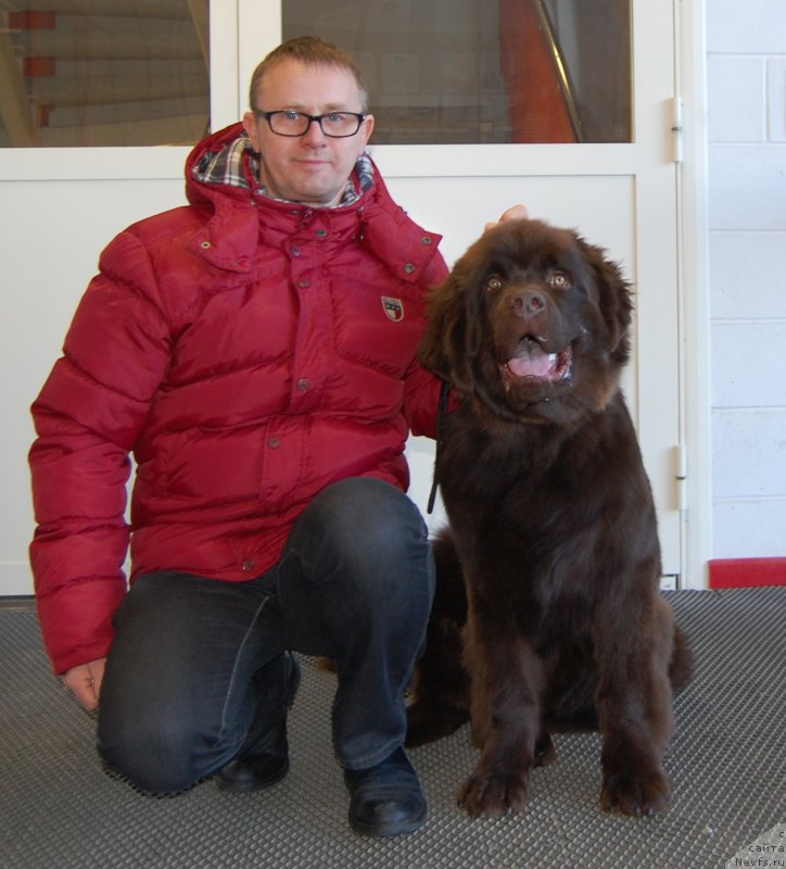 Фото: ньюфаундленд Браунблад МСК Хаиес Хаго (Brownblood MSK Hayes Hago)