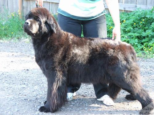 Фото: ньюфаундленд Грейчел (Greychel)