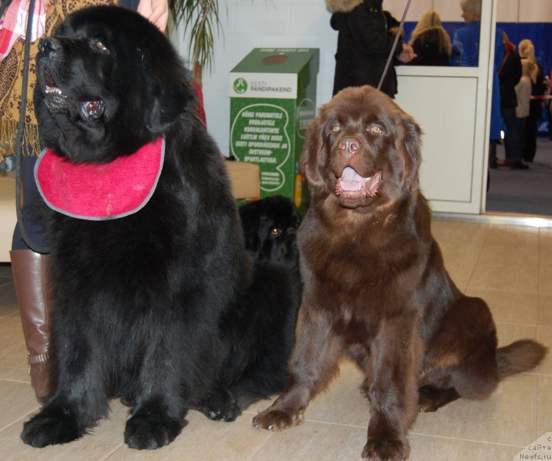 Фото: ньюфаундленд Waterbear Arthur, ньюфаундленд Браунблад МСК Хаиес Хаго (Brownblood MSK Hayes Hago)