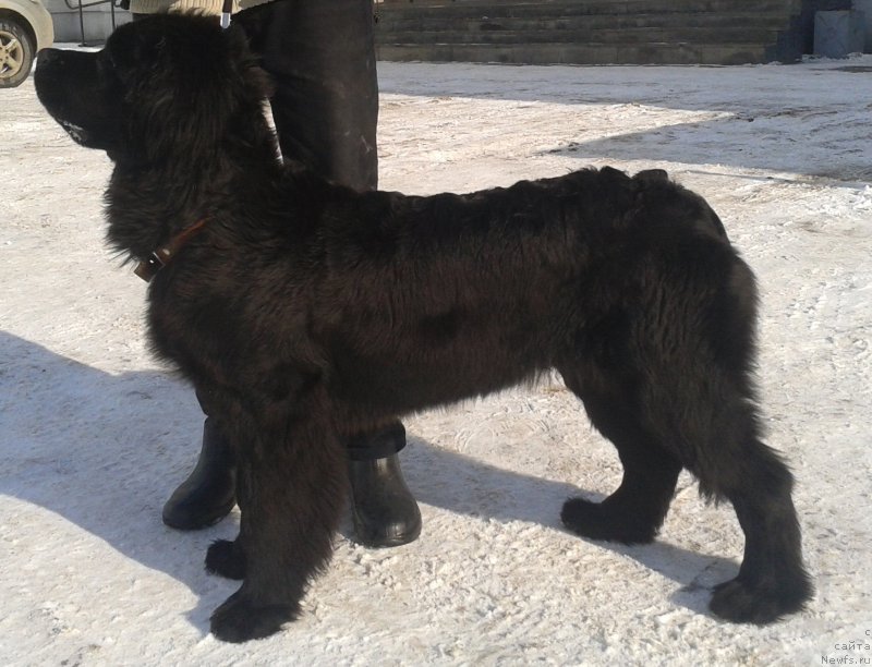 Фото: ньюфаундленд Питерньюф Авантюра (Piternyuf Aventure)