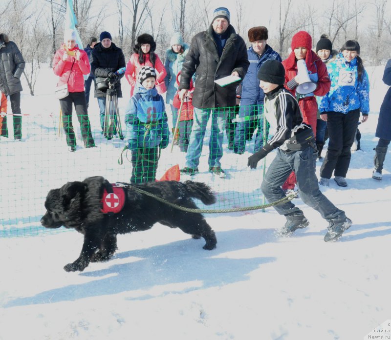 Фото: ньюфаундленд Kara Ayular Winter Caramel, Юра