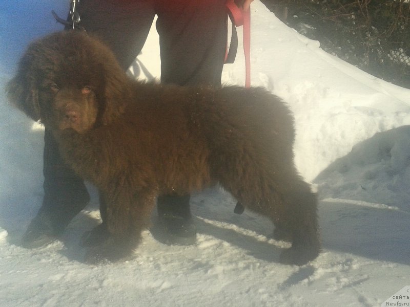 Фото: ньюфаундленд Ваше Благородие с Берега Дона (Vashe Blagorodie s Berega Dona)