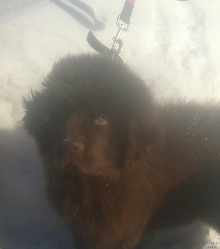 Фото: ньюфаундленд Ваше Благородие с Берега Дона (Vashe Blagorodie s Berega Dona)