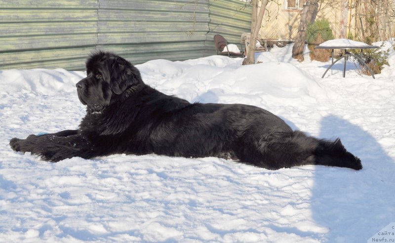 Фото: ньюфаундленд Бегущая по Волнам Шаман (Beguschaya po Volnam Shaman)