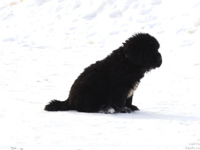 Фотография № 175021