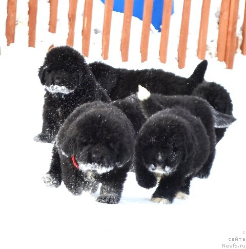 Фотография № 175025