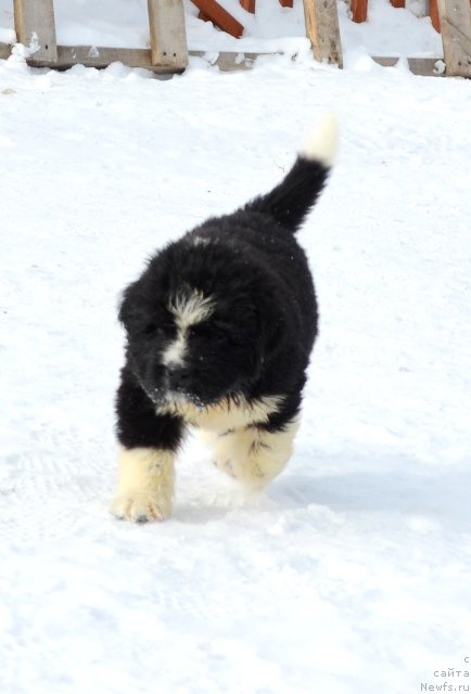 Фотография № 175026