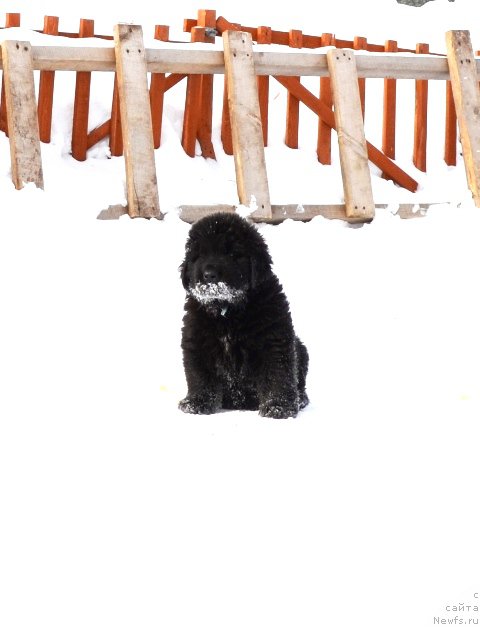 Фотография № 175029