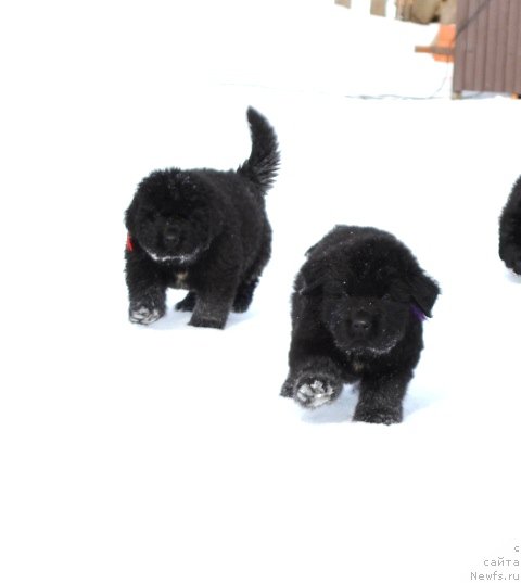 Фотография № 175032