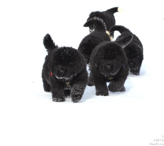 Фотография № 175035