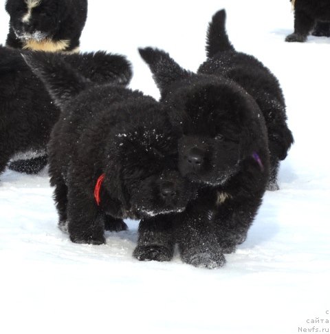 Фотография № 175036