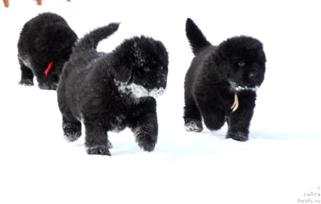 Фотография № 175044