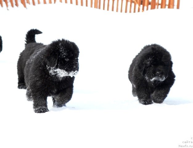 Фотография № 175045