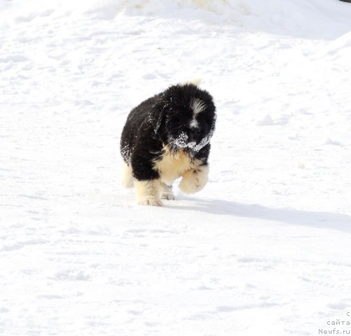 Фотография № 175048