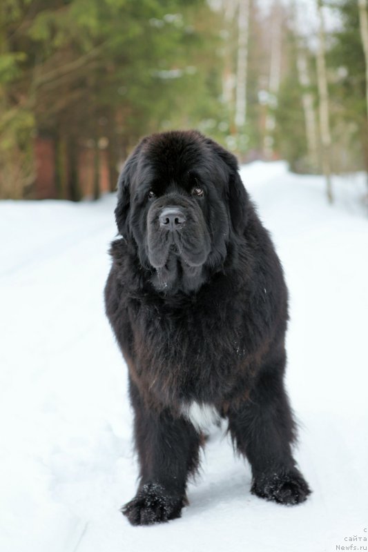 Фото: ньюфаундленд Cristalmar Cadeaux de Noel