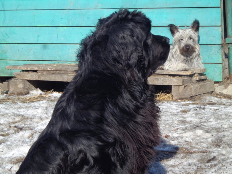 Фото: ньюфаундленд Супер Премиум Нао Дел Трато
