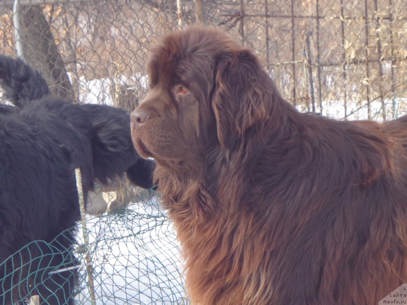 Фото: ньюфаундленд Ньюфорт Ю'Северино