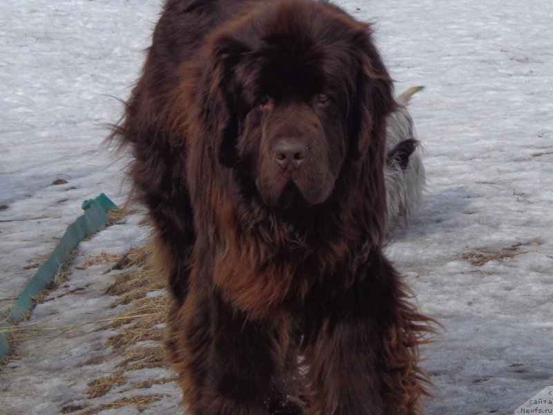 Фото: ньюфаундленд Ньюфорт Ю'Северино