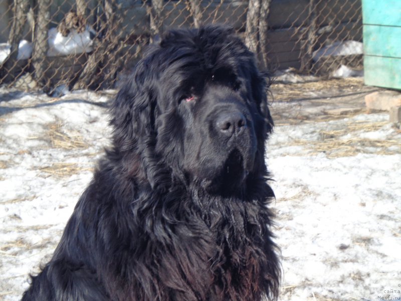 Фото: ньюфаундленд Супер Премиум Нао Дел Трато