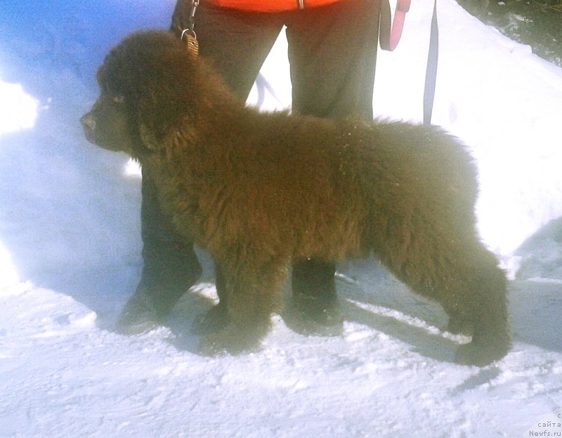 Фото: ньюфаундленд Ваше Благородие с Берега Дона (Vashe Blagorodie s Berega Dona)