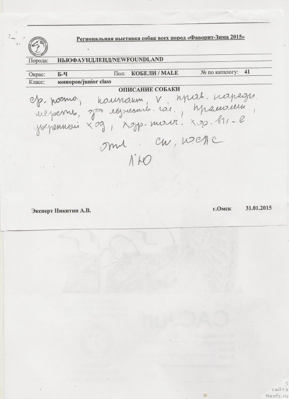 Фото: ньюфаундленд Варгас Де Ла Масса Армандо (Vargas de la Massa Armando)