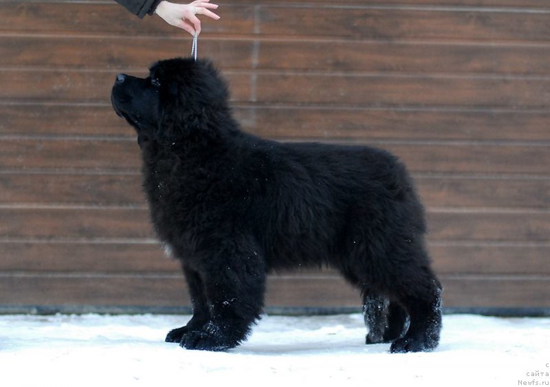 Фото: ньюфаундленд Смигар Эврисинг из Посибл (Smigar Everything iz Possible)