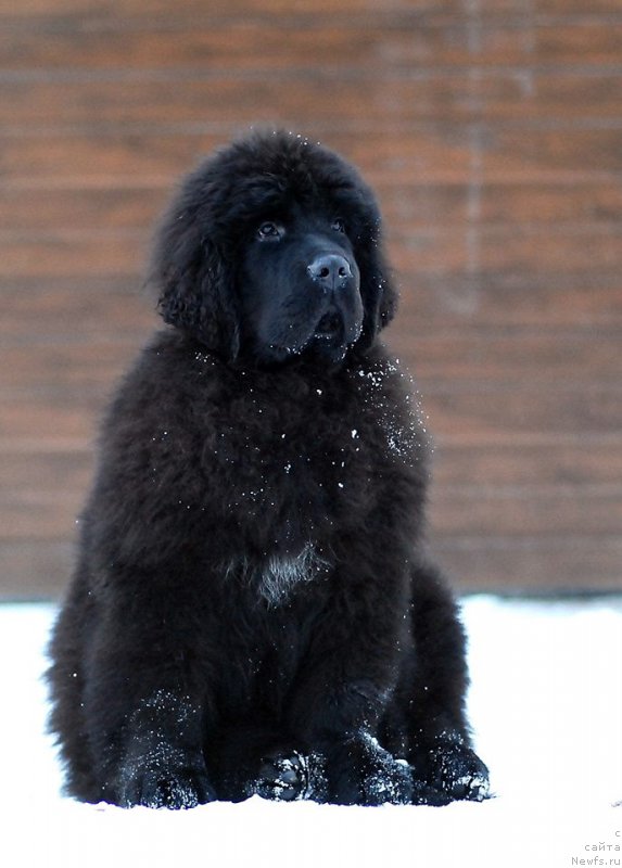 Фото: ньюфаундленд Смигар Эврисинг из Посибл (Smigar Everything iz Possible)