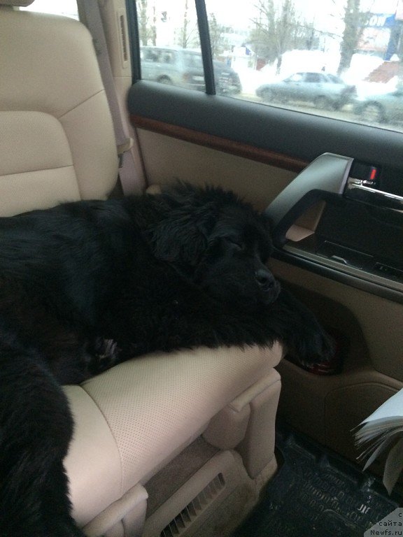 Фото: ньюфаундленд Питерньюф Армада (Piternyuf Armada)