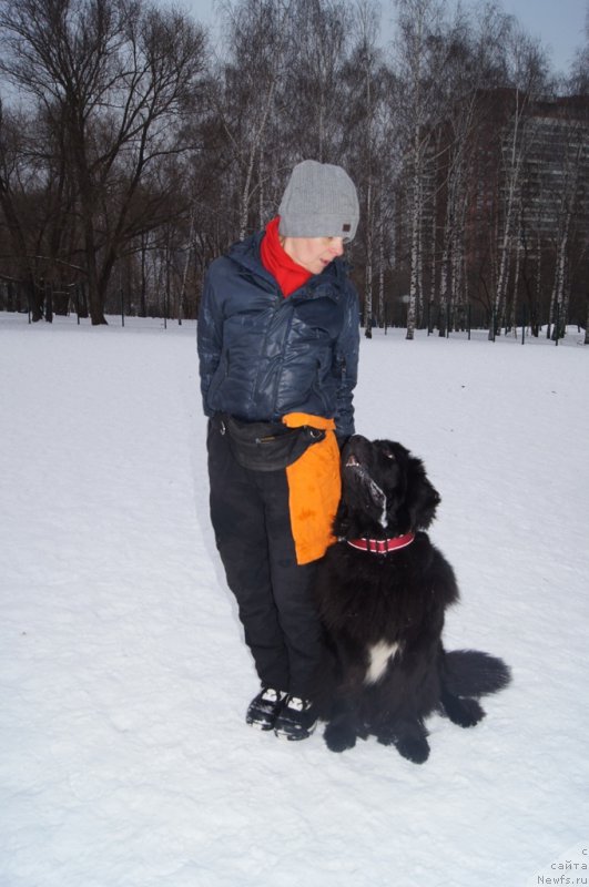 Фото: Лариса Кутина, ньюфаундленд Белкондер-Клаб Угли-Бугли (Belkonder-Club Ugli-Boogli)