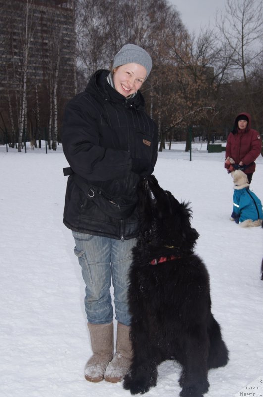 Фото: Елена Тихоненко, ньюфаундленд Сент Джонс Жозайя Валери