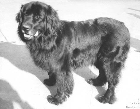 Фото: ньюфаундленд Бони Чук