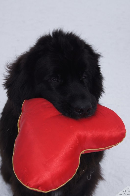 Фотография № 175100