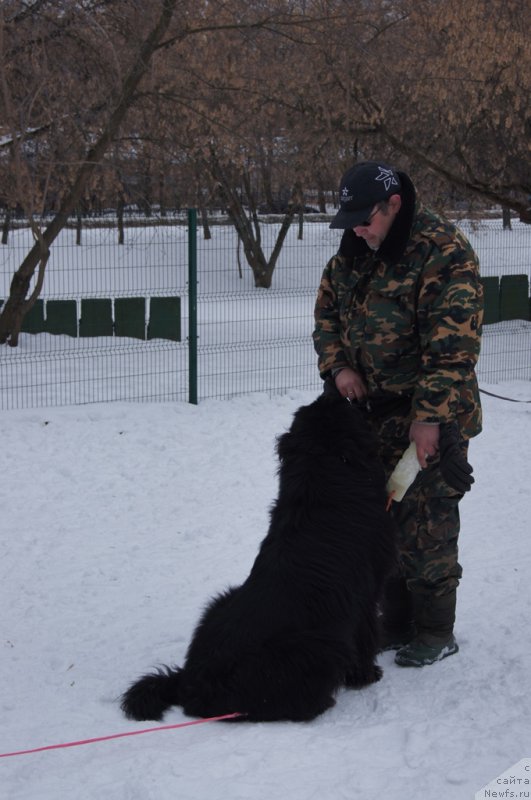 Фото: Андрей Васильцов, ньюфаундленд Лаймар Сейнари