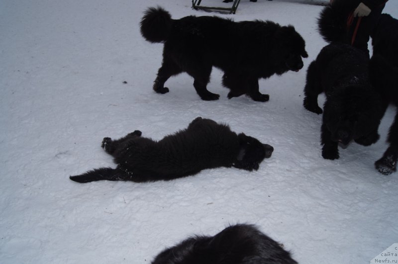 Фотография № 175116