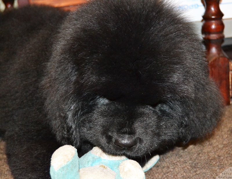Фото: ньюфаундленд Родамир Вялiкi Мядзведзь (Rodamir Vialiki Miadzvedz)