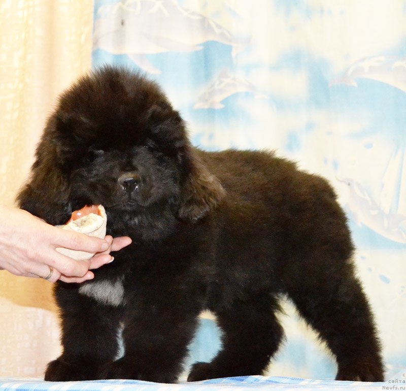 Фото: ньюфаундленд Родамир Вялiкi Мядзведзь (Rodamir Vialiki Miadzvedz)