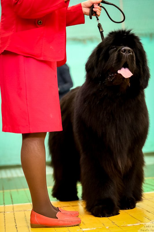 Фото: ньюфаундленд Victory Dance Dinastiya Soverchenstva