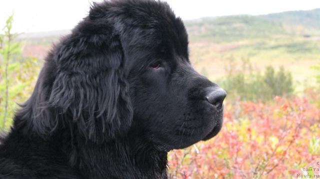 Фотография № 17516