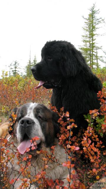 Фотография № 17517