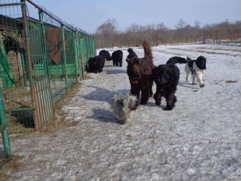 Фото: ньюфаундленд Ньюфорт Ю'Северино, ньюфаундленд Супер Премиум Литониэль Валланинор (Super Premium Litoniel Vallaninor)