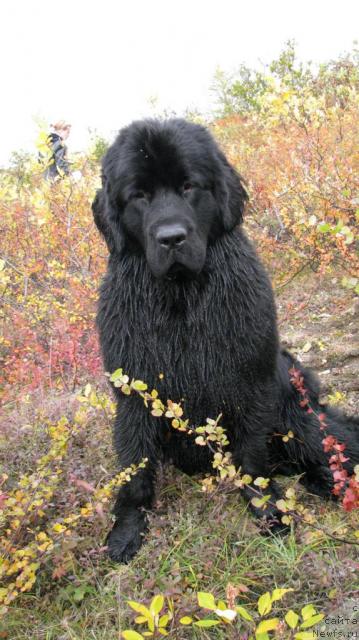 Фото: ньюфаундленд Жасмин Северный Каприз из Медвежьего Яра (Zhasmine Severny Caprice iz Medvejyego Yara)