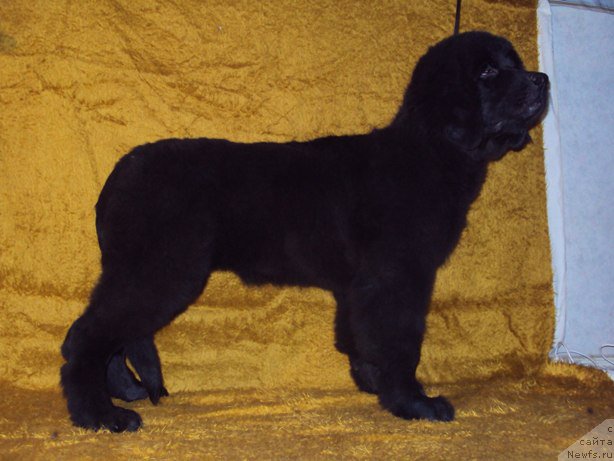 Фото: ньюфаундленд Big Sky Bear Ingigerda Olaf Marija