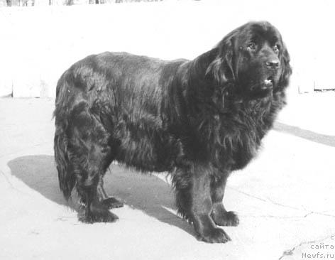 Фото: ньюфаундленд Вента Кэрол