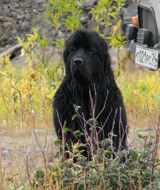 Фото: ньюфаундленд Жасмин Северный Каприз из Медвежьего Яра (Zhasmine Severny Caprice iz Medvejyego Yara)